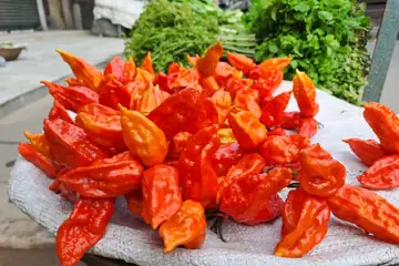 A heap of wrinkled red bhut jolokia chillies on a cloth, with bunches of green leaves behind