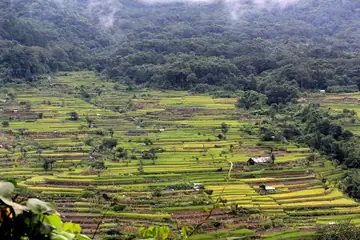 A wide valley of terraced rice fields below forested hills, with low cloud at Khonoma, Nagaland