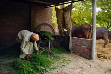 A farmer in a turban feeding green fodder into a chaff cutter beside his buffaloes