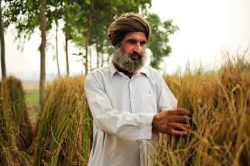 ਪੰਜਾਬ ਵਿੱਚ ਆਪਣੇ ਖੇਤ ਵਿੱਚ ਪੱਕੀ ਕਣਕ ਹੱਥ ਵਿੱਚ ਫੜੀ ਖੜ੍ਹਾ ਪੱਗ ਤੇ ਚਿੱਟੇ ਕੁੜਤੇ ਵਾਲਾ ਕਿਸਾਨ
