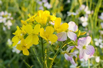Yellow mustard flowers and pale wild radish flowers in sharp focus in a Punjab field