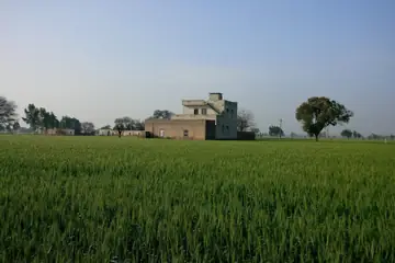 A green wheat field with a farmhouse and a tree on the horizon