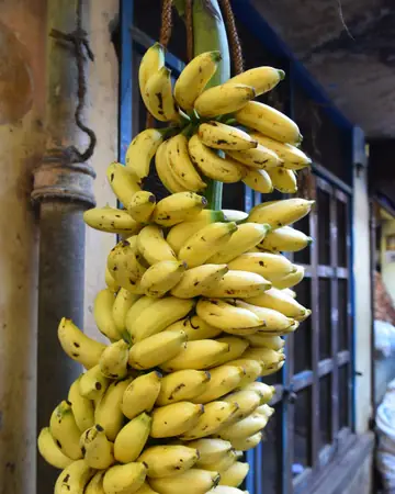A big bunch of ripe yellow bananas hanging in front of a shop window