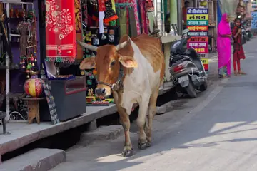 Udaipur mein tange hue kapde ke thele aur scooter ke paas se dukaanon ki gali mein jaati ek gaay