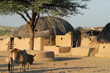 A cow and calf beside mud houses with thatched roofs in a Thar village near Jaisalmer