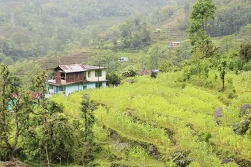 A house with a tin roof on a bright green hillside of terraced fields in Sikkim
