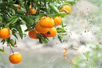 Ripe oranges hanging on a leafy branch