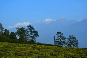 A tea garden on a hillside in Temi, Sikkim, with trees and snow peaks under a clear blue sky