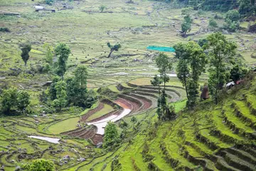 Terraced rice fields stepping down a green hill in Sikkim, with trees and a few houses