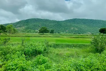 Green paddy fields with a wooded hill behind them under a cloudy sky near Palampet, Telangana