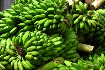 Large bunches of green bananas piled up at Koyambedu market, Chennai