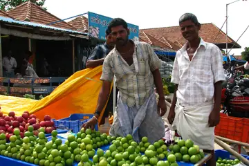 Two sellers standing behind a table heaped with green limes at Koyambedu market, Chennai