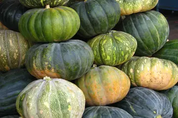 Green and orange pumpkins piled high at Koyambedu market, Chennai