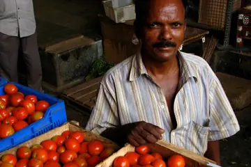 A seller sitting behind wooden crates full of red tomatoes at Koyambedu market, Chennai