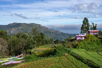 Rows of green vegetable crops on a hill farm with mountains behind, at Akoni in the Nilgiris