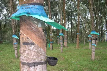 তেরছা কাটা দাগ আর নীল বাটি লাগানো রবার গাছ, সবচেয়ে কাছের গাছের গোড়ায় কালো কষের বাটি