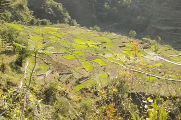 Green terraced vegetable plots stepping down a sunlit hillside with irrigation channels