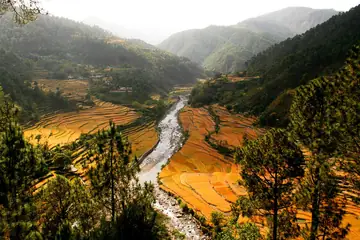 Golden terraced rice fields on both sides of a river in a pine-covered valley
