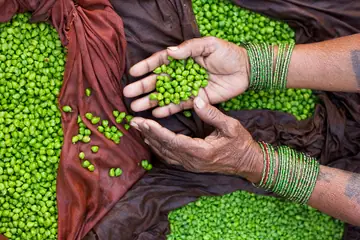 A seller's hands in green glass bangles holding fresh green chickpeas in Varanasi