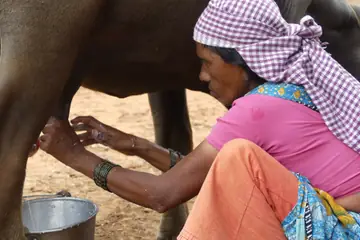 A woman in a checked head cloth milking a buffalo into a steel pail