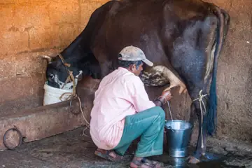 A man in a cap milking a dark cow into a steel bucket in a cowshed