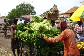 A worker steadying a handcart heaped with green banana bunches in a wholesale market lane
