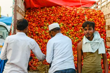 தக்காளி உயரமாகக் குவிந்த லாரியின் பின்னால் இரண்டு வியாபாரிகள், பனியன் அணிந்த ஓர் இளைஞர் கேமராவைப் பார்க்கிறார்