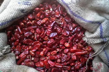 Dried red chillies filling an open jute sack